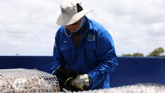 An OzFish Unlimited volunteer working on restoring the Moreton Bay reef. Picture: Contributed