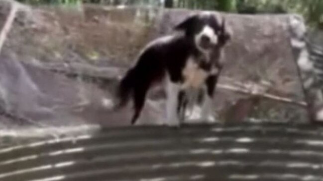 The dog had found refuge on what looked like an overturned shed.