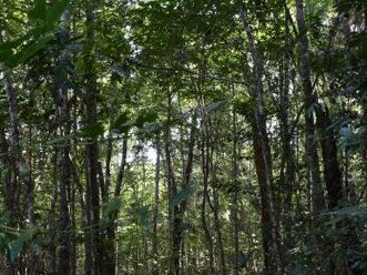 Block of land subject to development, 20 Warill Drive Kuranda. Picture: supplied