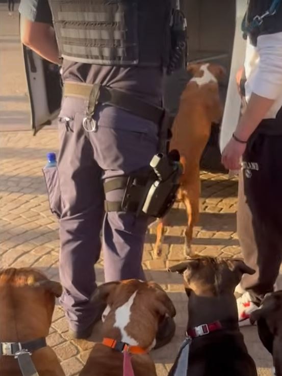 The other dogs watch on as Honey and her owner are taken away. Picture: TikTok