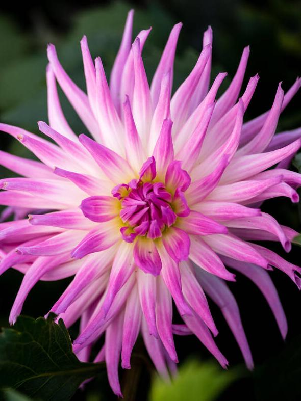 ‘Violetta’, a cactus dahlia