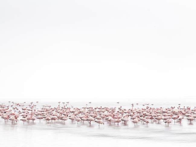 Flamingos’ Soul ... Flamingos on the shores of the Namibian Coast in the shallow waters of Walvis Bay. I am not a wildlife photographer but when I saw the first time the flamingos I get crazy! Flamingos on the shores of the Namibian Coast in the shallow waters of Walvis Bay make me a lot of inspiration. Their beauty and elegance make me to finish the photographic card very quickly. Picture: Alessandra Meniconzi, Switzerland, 1st Place, National Awards, 2017 Sony World Photography Awards