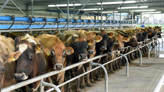 Past their peak: New Zealand dairy production is set to be down 2 per cent this season, part of global trend.