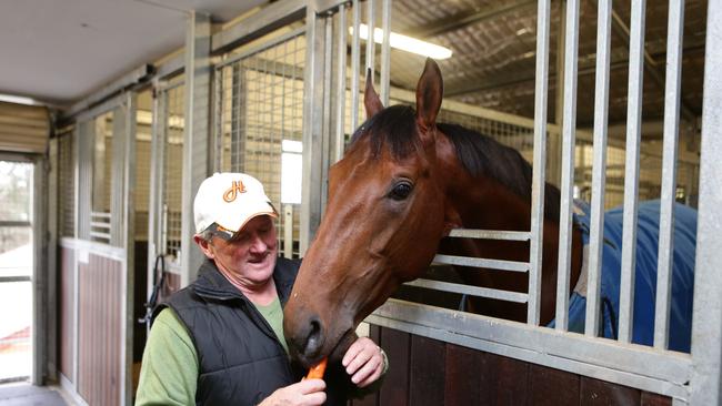 Horse Racing - John Hawkes feeds  All Too Hard a carrot as a afternoon treat at his Rosehill Stable . Pic Gregg Porteous