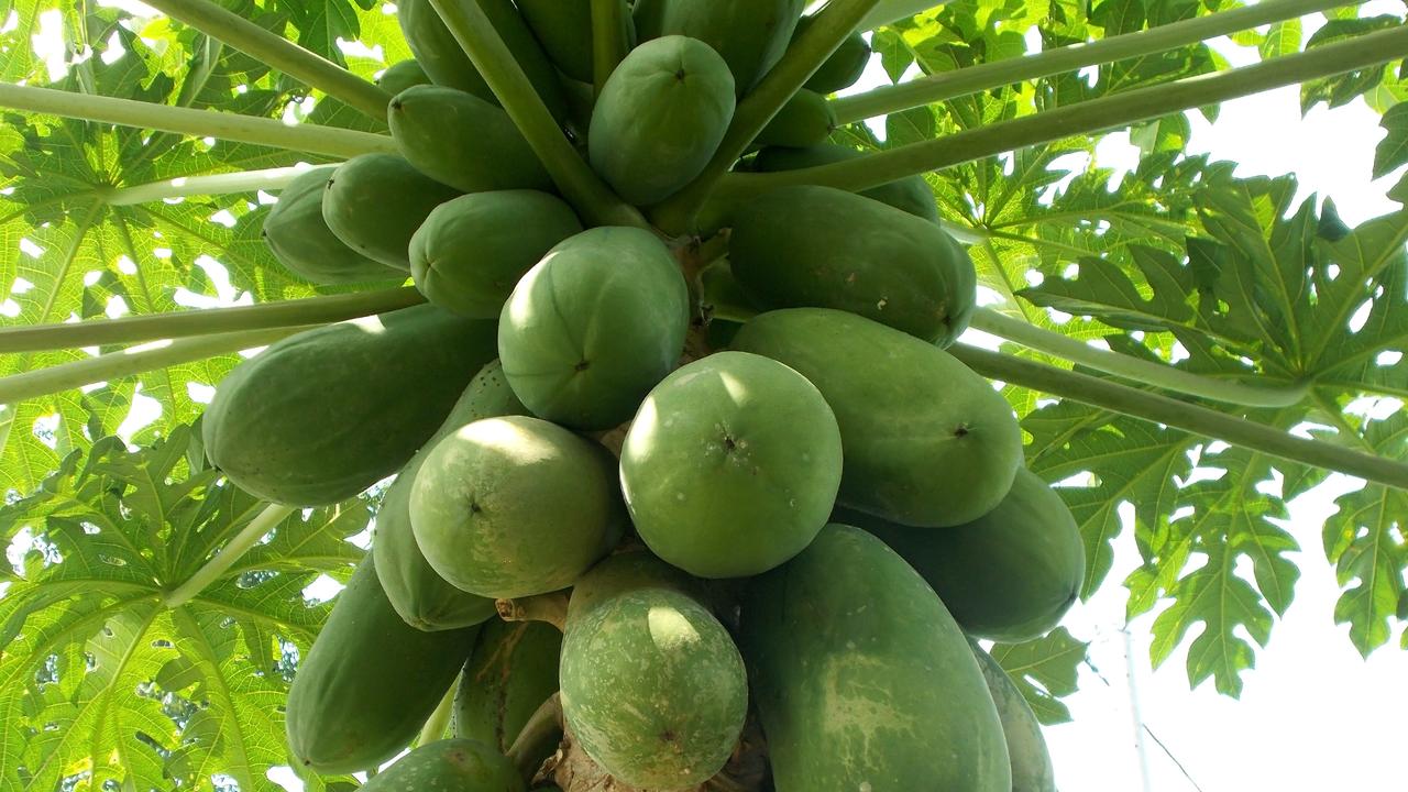 Rainbow papaya proves power of genetic crop science | The Weekly Times