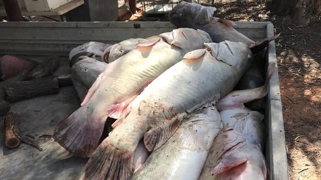 Disturbing images of dead Murray cod found along the Darling River near Menindee. Picture: @Senator_Patrick/Twitter.