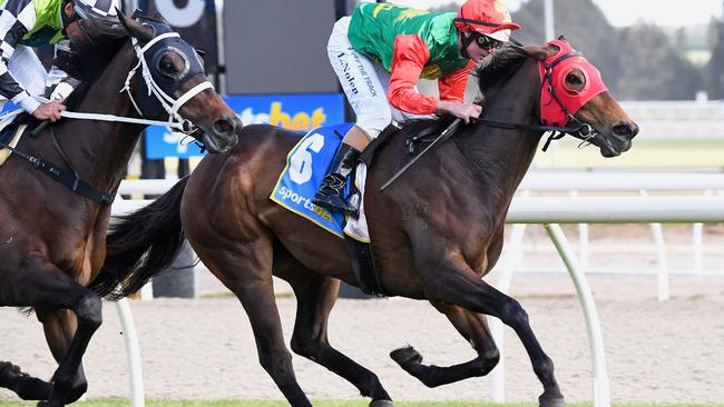 Zayydani (NZ) ridden by Luke Nolen won the Sportsbet Ballarat Cup last year. Picture: Pat Scala/Racing Photos via Getty Images