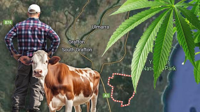 A northern NSW farmer stands accused of possessing close to 500 cannabis plants, illegal fireworks and ammo.