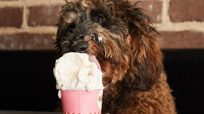 Samson, 9 month old Labradoodle eating dog and human friendly gelato at Gelatissimo in Glenelg, Monday, May 6, 2019. Picture: MATT LOXTON