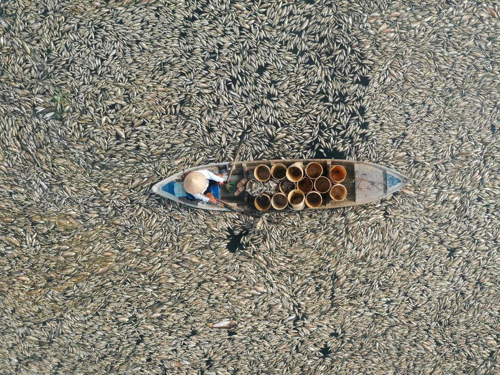 This aerial photo shows a fisherman collecting dead fish, caused by renovation works and ongoing hot weather conditions, from a reservoir in southern Vietnam’s Dong Nai province on April 30, 2024. Picture: AFP