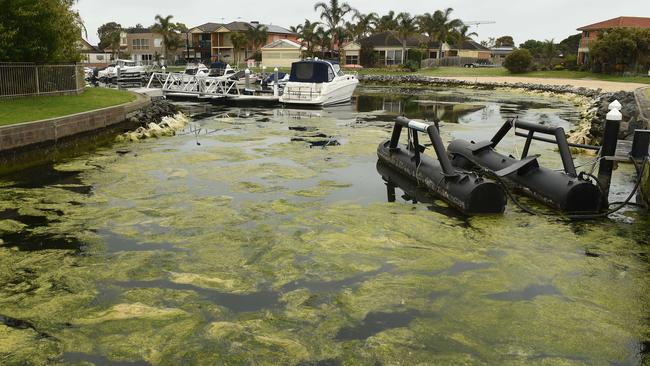 Patterson Lakes hit by another algae bloom, infuriating boaties ...