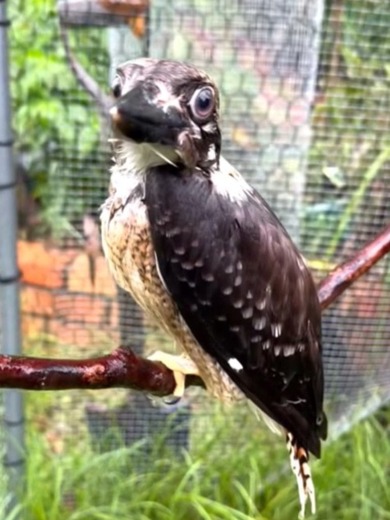 The Queensland family, known for the friendship between their pets and a magpie, has also been caring for a young kookaburra named Charlie. Picture: Peggyandmolly/ Facebook