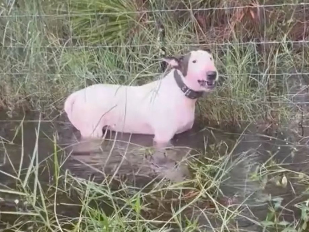 The dog was left to die tied to a fence in stomach-deep water in Tampa. Picture: FHP Tampa