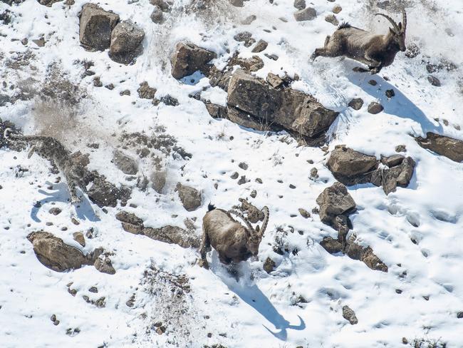 The great cliff chase by Anand Nambiar, India Winner, Behaviour Mammals Anand Nambiar captures an unusual perspective of a snow leopard charging a herd of Himalayan ibex towards a steep edge.
