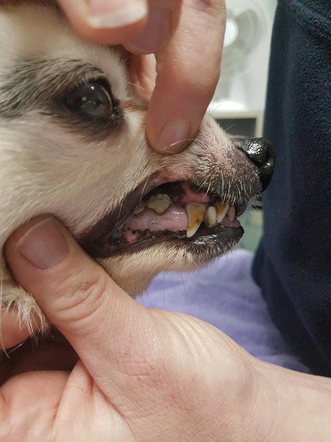 Fox terrier Brandy with her rotting teeth. Picture: RSPCA