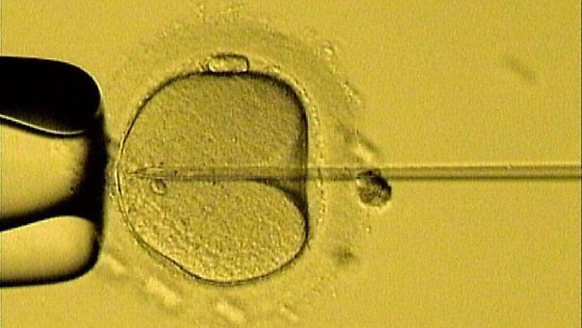 IVF egg