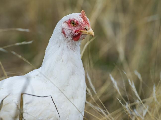 450,000+ chooks: Sunshine Coast poultry giant responds to odour fears