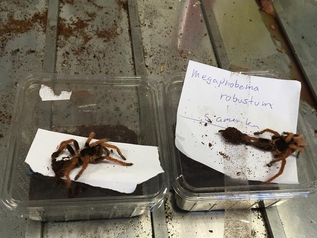 All the ­vipers, scorpions and some of the spiders had died in transit. Picture: Department of Agriculture and Water Resources