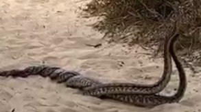 Snakes mating on a Stradbroke Island beach. Image: SIMO Facebook page