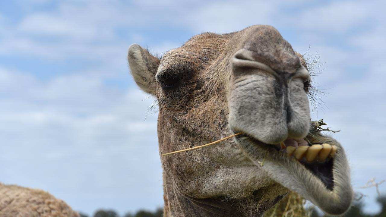 The camel killed two men after escaping from the Shirley Farms petting zoo.