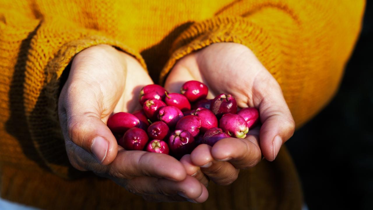 The ripening of the lilly pilly fruit marks the season of Marrai’gang for the D’harawal community.