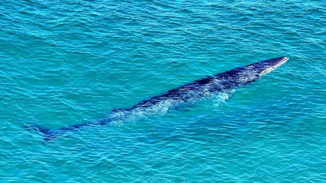 RARE: Photographer Dave Bryant took this picture near the Byron Lighthouse. Is it a rare Omura Whale? Picture: seapics.com.au