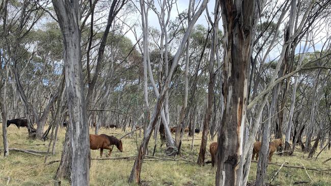 Wild horses numbers increased by 30 per cent in Kosciuszko National Park from 2020 to 2022.