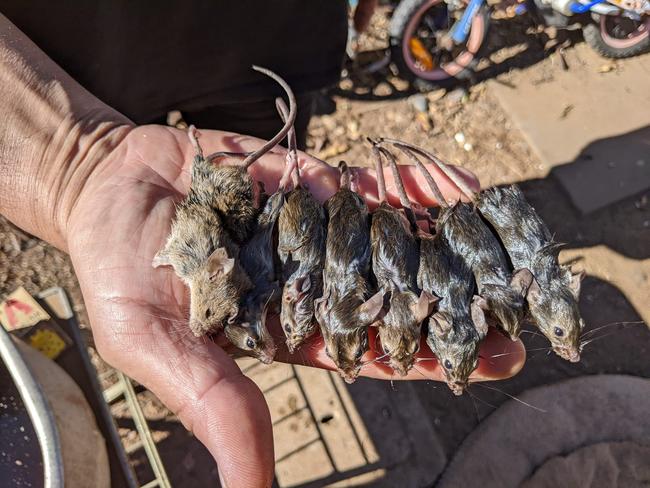 Kapunda residents are reporting a rat and mice plague. Picture: Krystal Mullins/Facebook