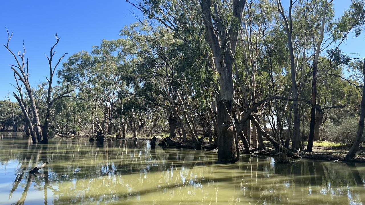 You can see how high the water rose during the floods by marks still visible on the trees. Picture: Chantelle Francis