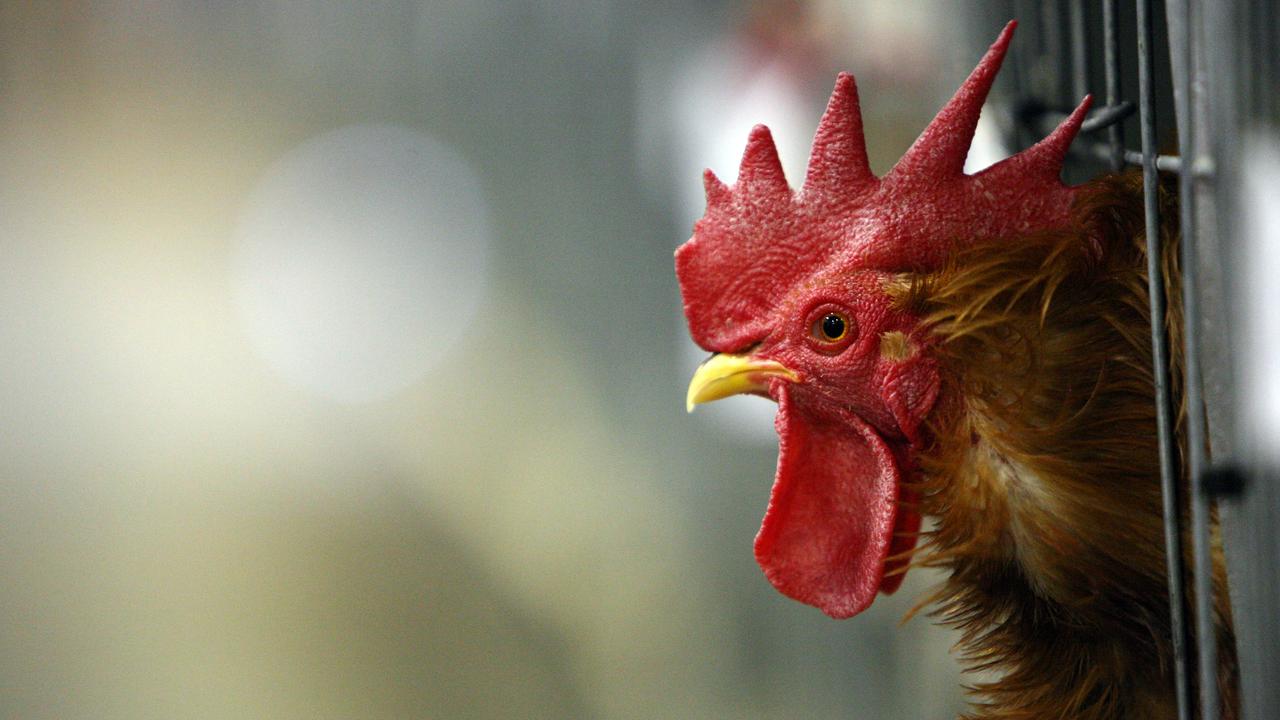 Limits of 20 hens and two roosters will be enforced by City of Darwin rangers from October 2.