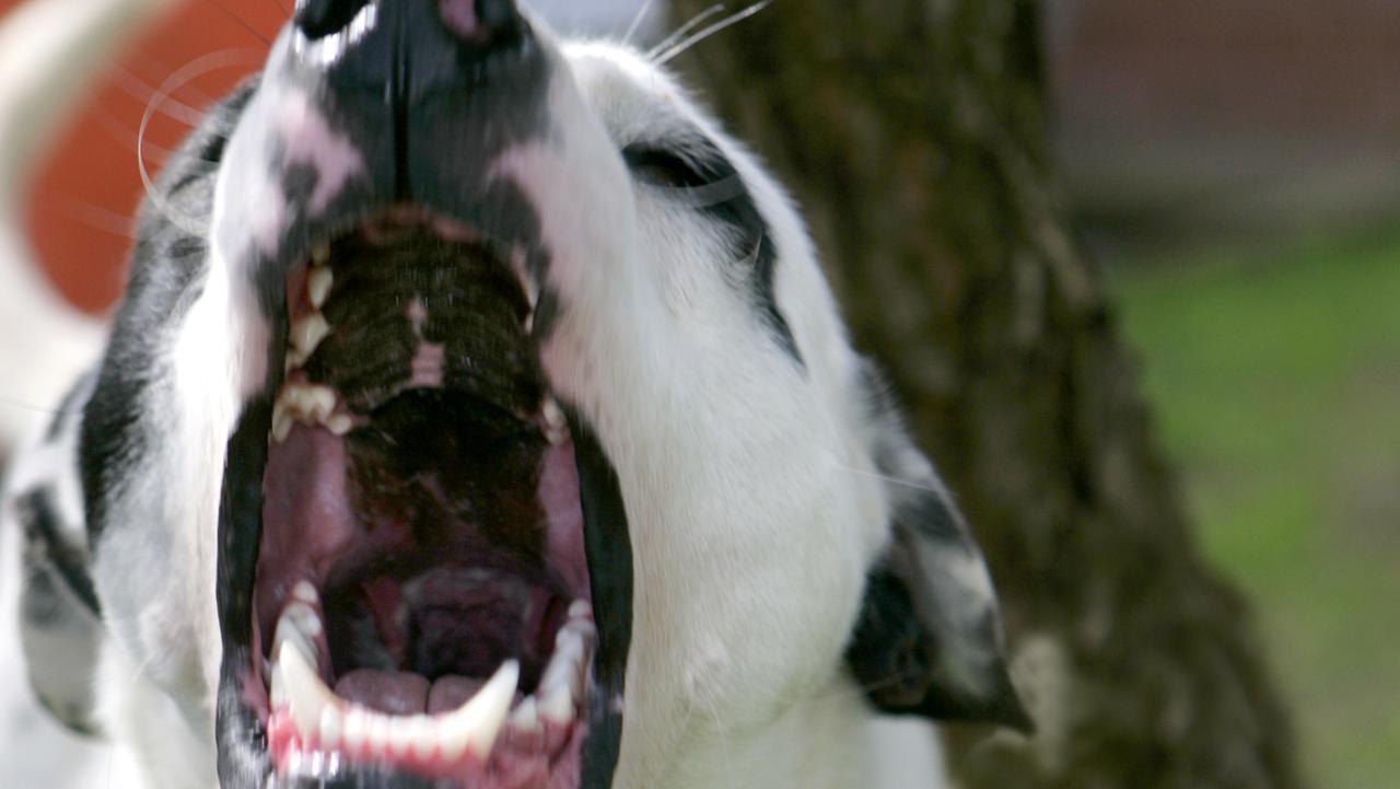 Gold Coast dog attacks: State government refuses Council more power on ...