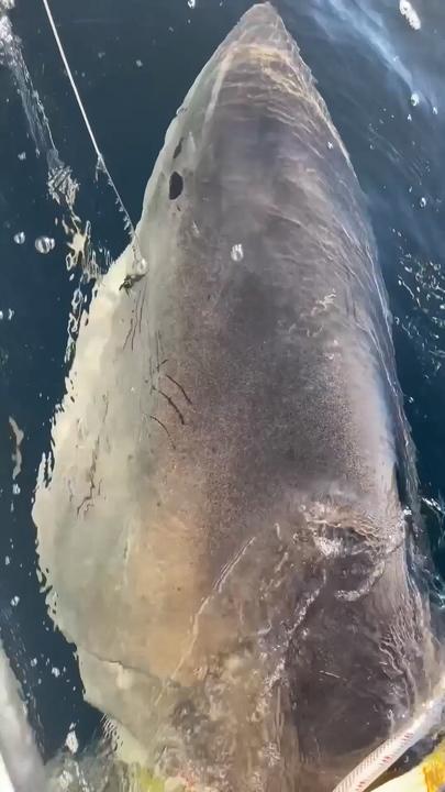 Largest great white shark ever caught off holiday hotspot