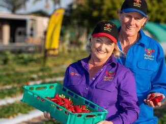 An opportunity to pick local strawberries from the fields of Bargara Berries is among the festival's tours and tastings program.