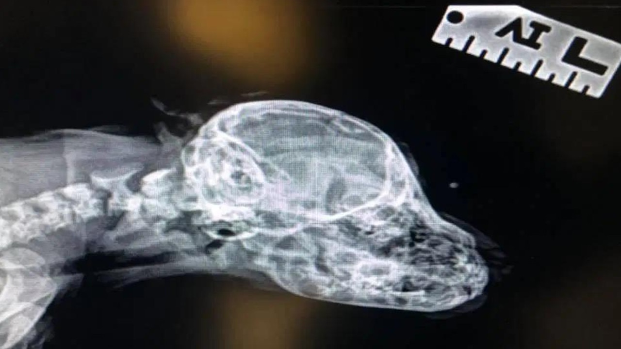 An X-ray showed that Narwhal's skull is normal. Picture: Facebook