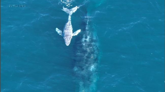 Spectacular footage of young white humpback  whale