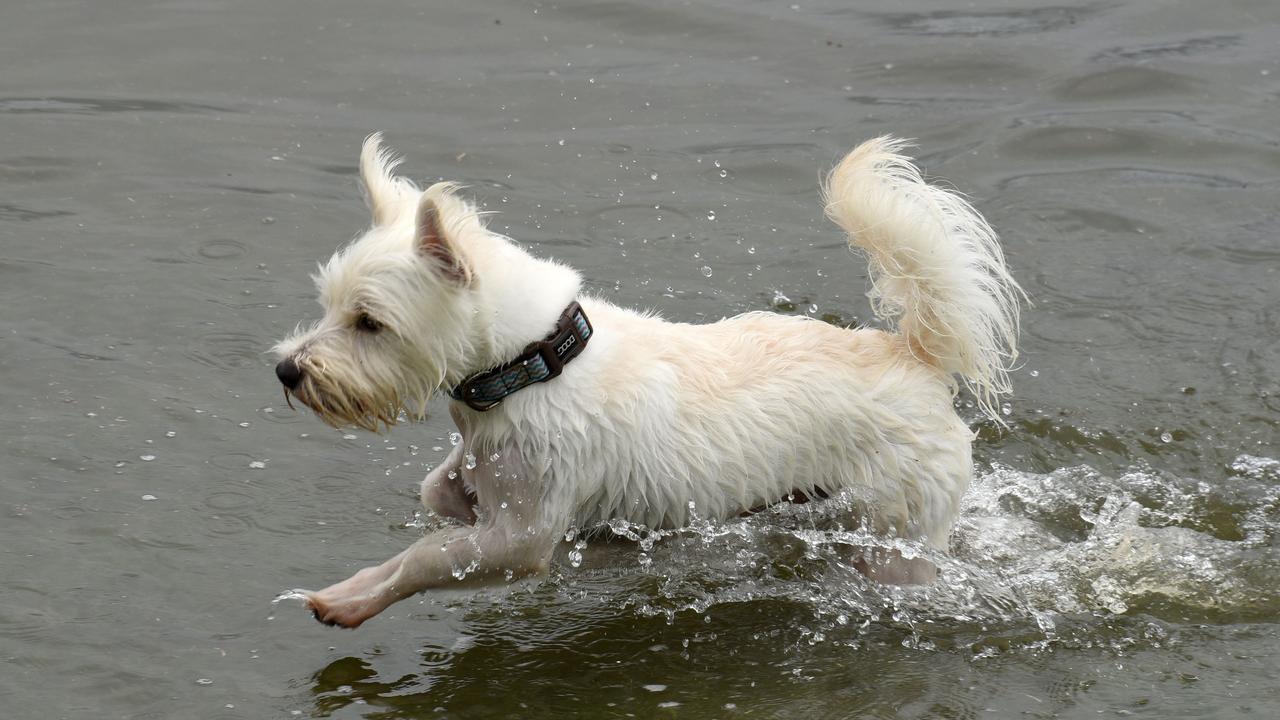 A dog tries to make it through flood waters at Emerald Lakes. Picture: Steven Holland