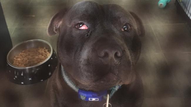 An Emerton man has been convicted in Mt Druitt Local Court after he beat his pet Staffordshire Terrier Dwayne with a hammer. Picture: RSPCA NSW