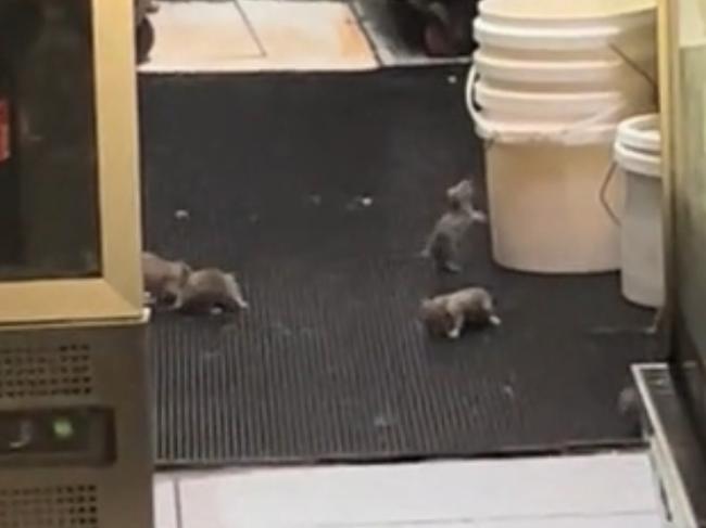 Rats inside Indian Home Diner in Paddington. Picture: TikTok