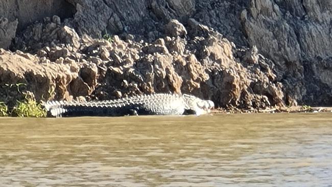 A ‘large’ crocodile over 2m in length spotted in the Fitzroy River at Pink Lily.