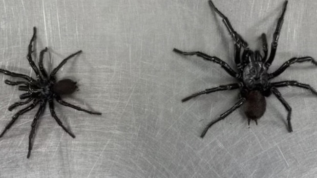 The 'classic' Sydney funnel-web spider on the (left) and newly-identified Newcastle funnel-web variant 'Big Boy'. Picture: Kane Christensen