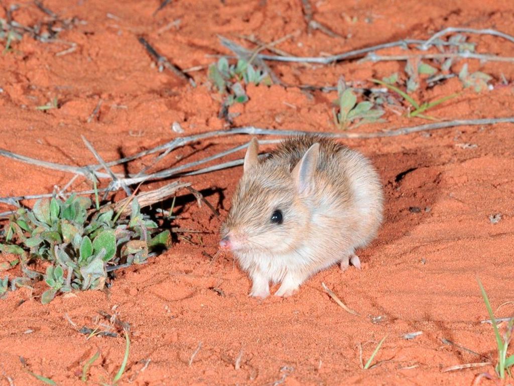 The NSW government plans to turn back the tide of extinctions by more than tripling the area of feral cat and fox-free land in the state’s national parks to protect native animals like bilbies.