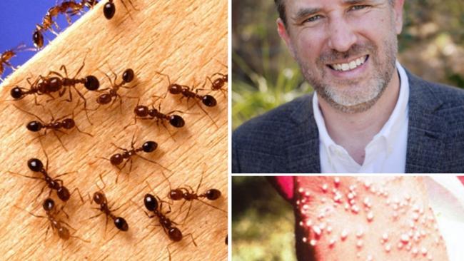 Concerns are increasing about the need for more funding to stop fire ants on the Gold Coast. Lifestyle committee chair Glenn Tozer says council will seek $300,000 annually from the State Government in a grant.