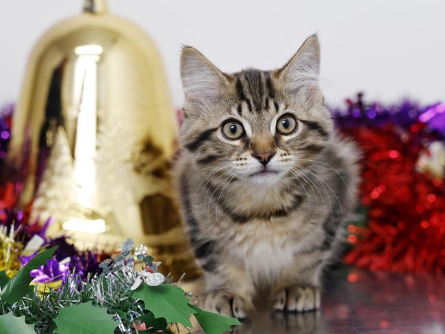 Boris the Domestic Medium Hair. Picture: Sam Ruttyn