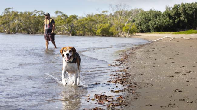 Foreshore dog off-leash areas being trailed in Brisbane remain open: Eddie and his dog Benji take a walk at Nudgee Beach. Picture: Renae Droop