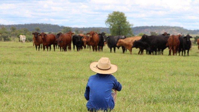 Market watch: The price momentum continues for slaughter cattle.