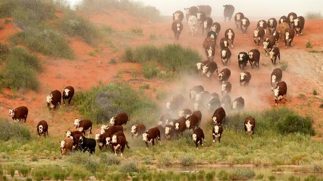 Drought is expected to further shrink Australia’s beef herd next year. Picture: Lyndon Mechielsen