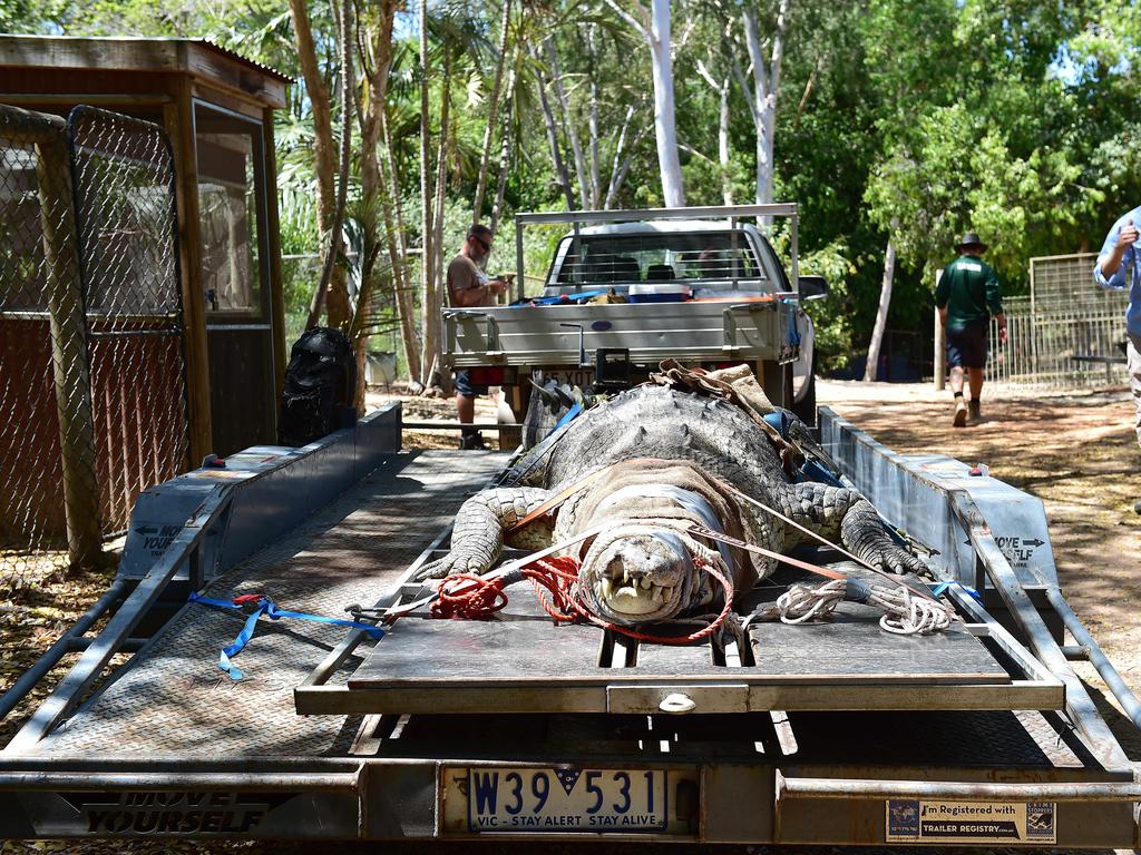 Billabong Sanctuary's new croc Krakatoa arrives to his new home. Picture: Shae Beplate.