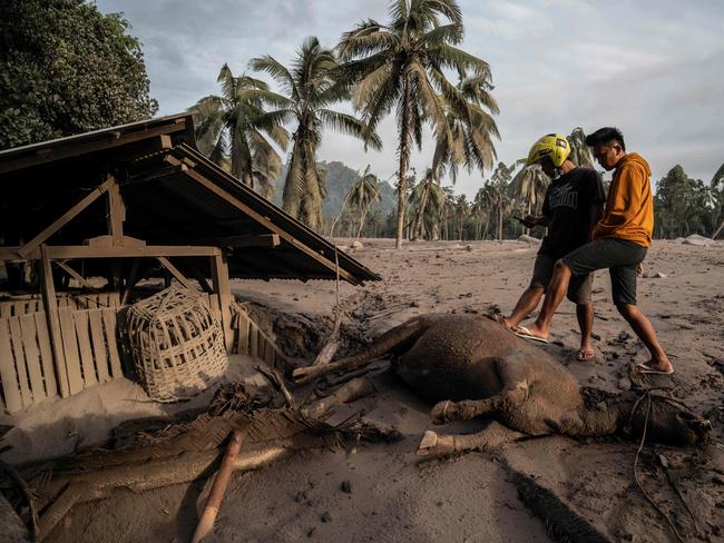 Villagers look at a dead livestock and houses covered in volcanic ash at Sumber Wuluh village in Lumajang. Picture: AFP