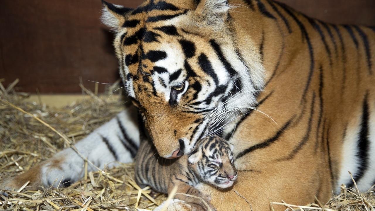 Dreamworld's newborn tiger cubs snuggle up to mum