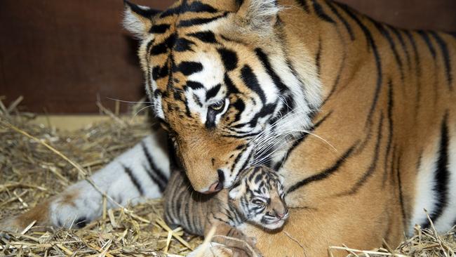 Dreamworld's tiger Adira with one of her cubs.